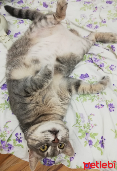 Tekir Kedi, Kedi  fincan fotoğrafı
