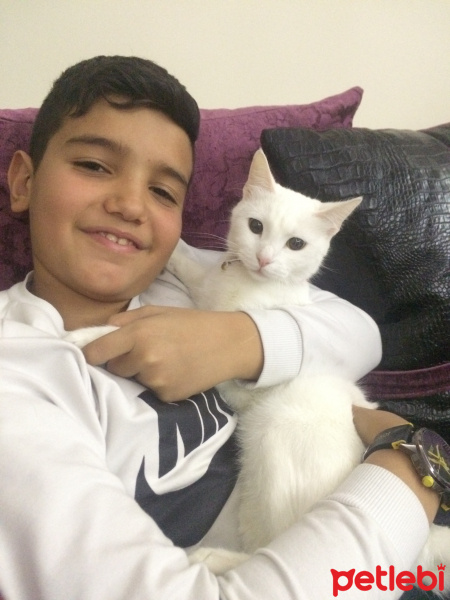 Ankara Kedisi, Kedi  Fıstık fotoğrafı