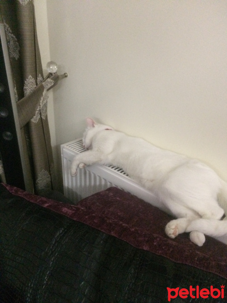 Ankara Kedisi, Kedi  Fıstık fotoğrafı