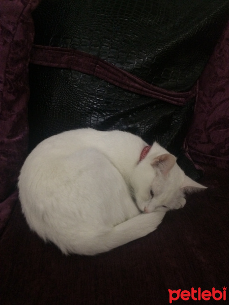 Ankara Kedisi, Kedi  Fıstık fotoğrafı