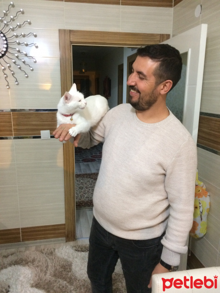 Ankara Kedisi, Kedi  Fıstık fotoğrafı