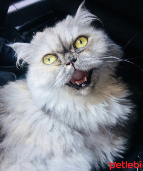 İran Kedisi (Persian), Kedi  Dayday fotoğrafı