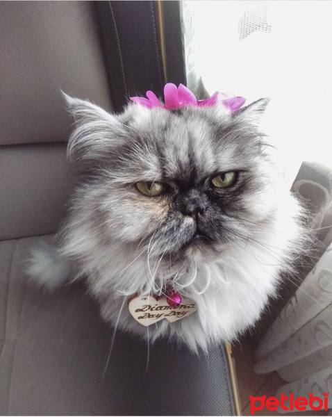 İran Kedisi (Persian), Kedi  Dayday fotoğrafı