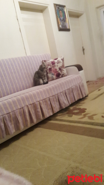British Shorthair, Kedi  Linda fotoğrafı