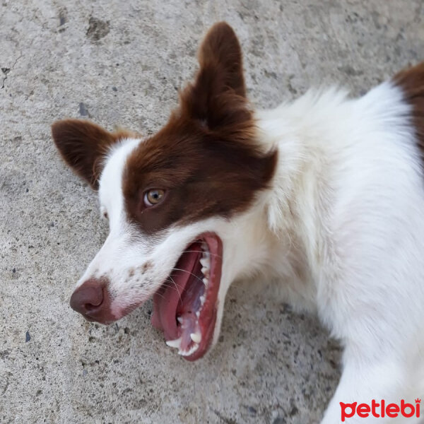 Border Collie, Köpek  Paşa fotoğrafı