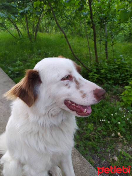 Border Collie, Köpek  Paşa fotoğrafı