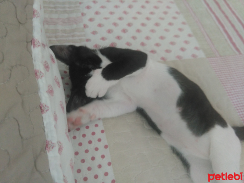 Tekir Kedi, Kedi  Gofret fotoğrafı