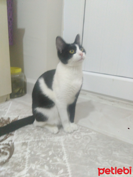 Tekir Kedi, Kedi  Gofret fotoğrafı