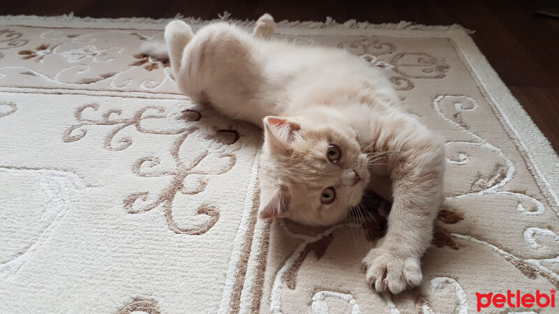 British Shorthair, Kedi  MUFFIN fotoğrafı