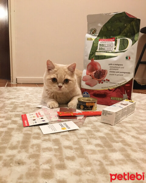 British Shorthair, Kedi  MUFFIN fotoğrafı