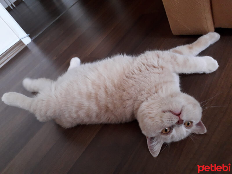 British Shorthair, Kedi  MUFFIN fotoğrafı