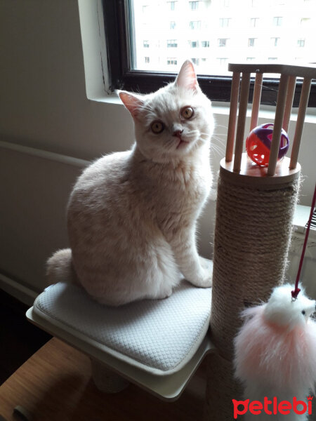 British Shorthair, Kedi  MUFFIN fotoğrafı