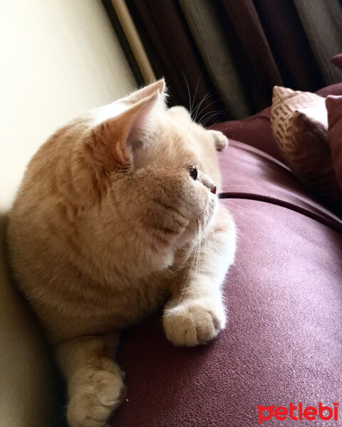 British Shorthair, Kedi  MUFFIN fotoğrafı