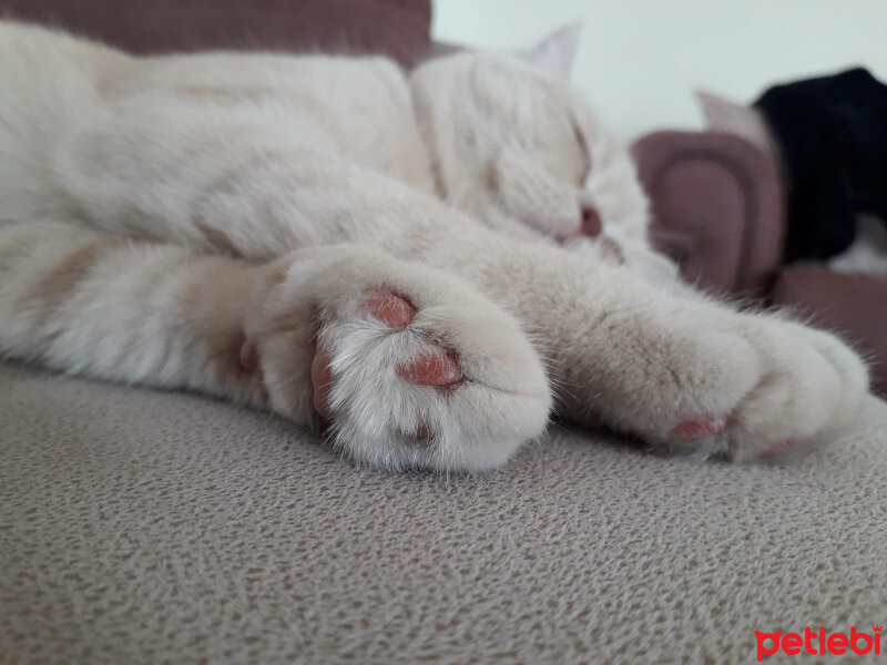 British Shorthair, Kedi  MUFFIN fotoğrafı