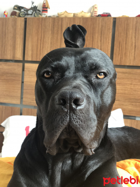 Cane Corso Italiano, Köpek  Hulk fotoğrafı