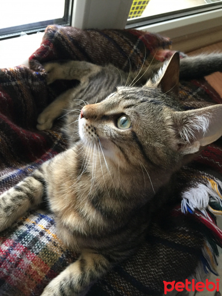 Tekir Kedi, Kedi  Tarçın fotoğrafı