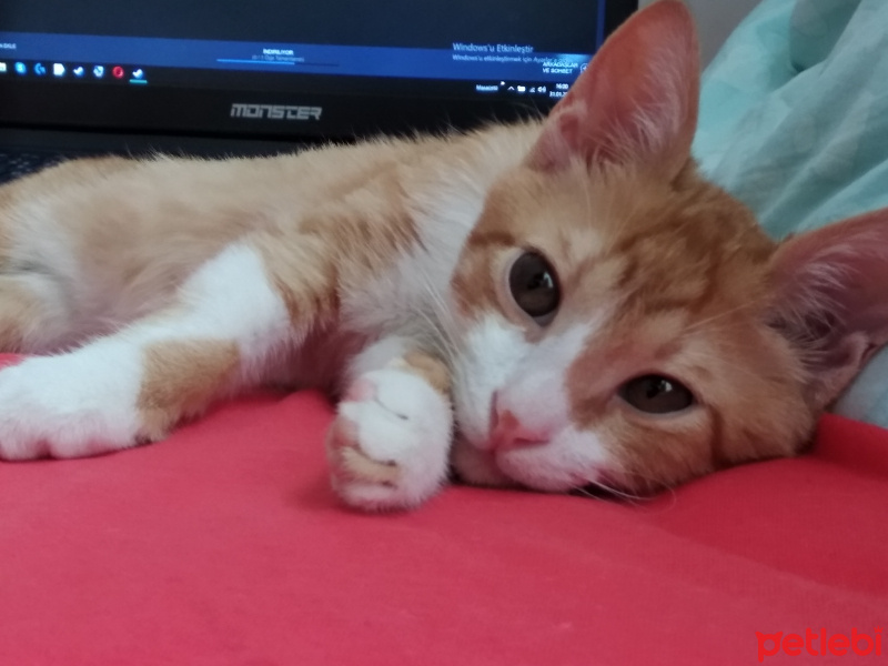 Sarman, Kedi  Cösi fotoğrafı