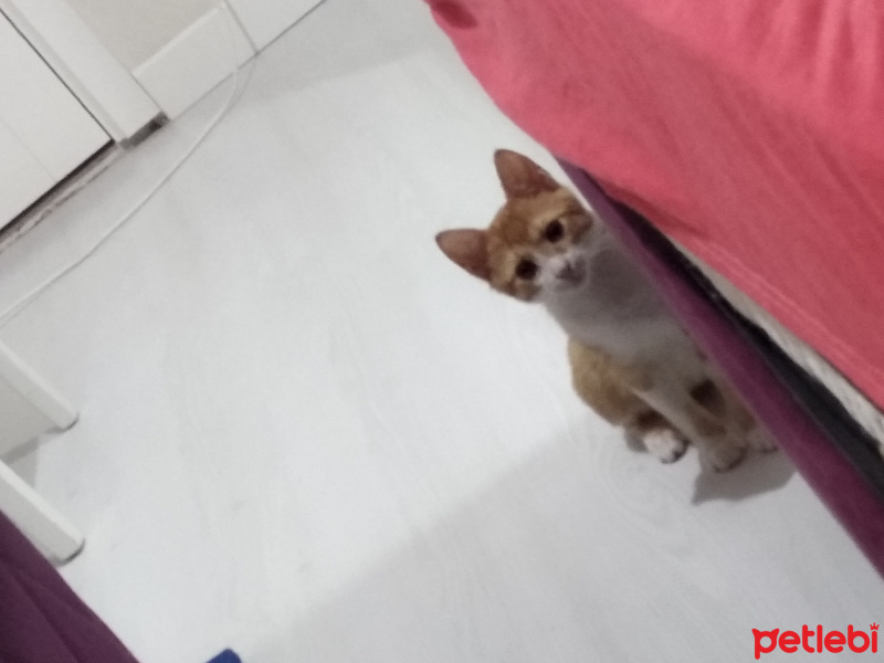 Sarman, Kedi  Cösi fotoğrafı