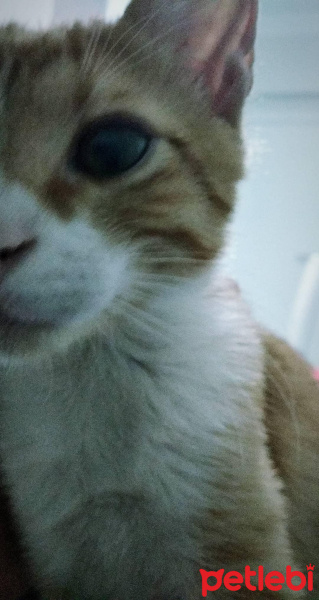 Sarman, Kedi  Cösi fotoğrafı