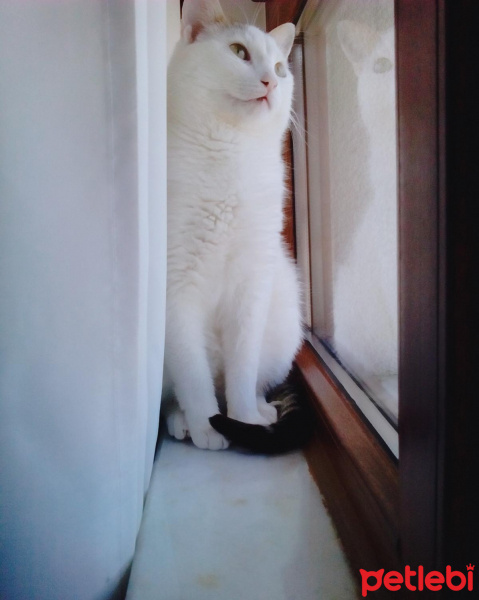 Tekir Kedi, Kedi  Cesur fotoğrafı