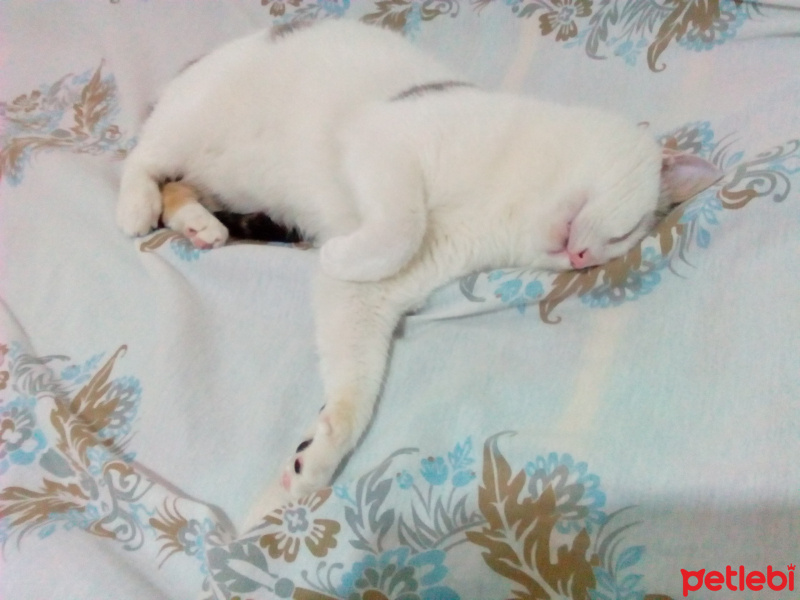 Tekir Kedi, Kedi  Cesur fotoğrafı