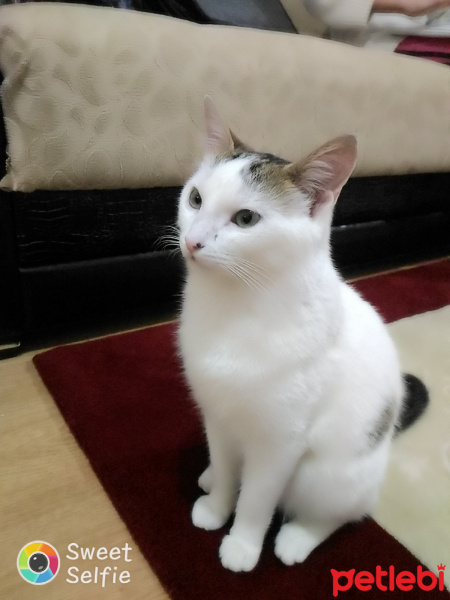 Tekir Kedi, Kedi  Cesur fotoğrafı