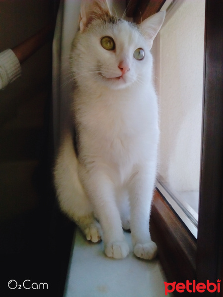 Tekir Kedi, Kedi  Cesur fotoğrafı