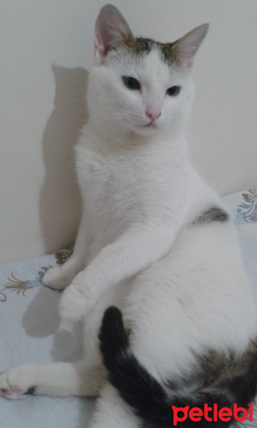 Tekir Kedi, Kedi  Cesur fotoğrafı