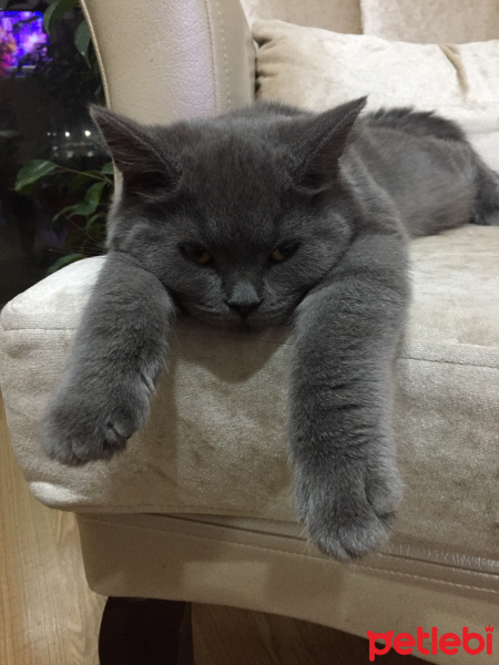 British Shorthair, Kedi  Duman fotoğrafı