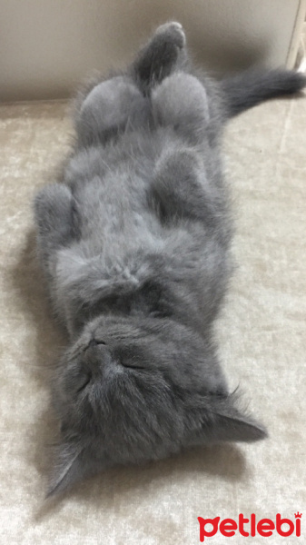 British Shorthair, Kedi  Duman fotoğrafı
