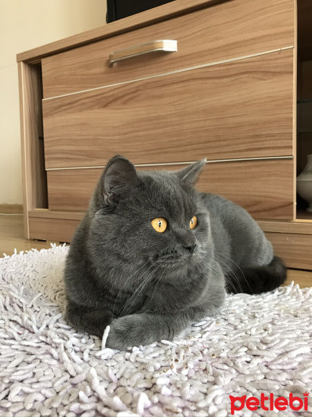 British Shorthair, Kedi  Duman fotoğrafı