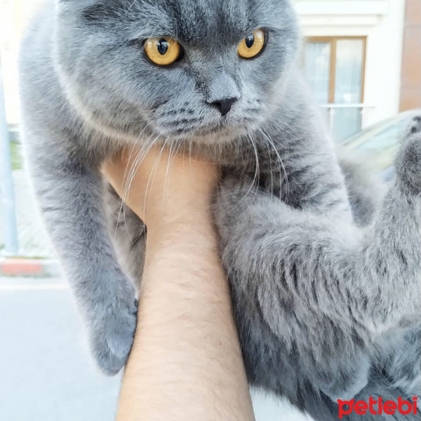 British Shorthair, Kedi  Duman fotoğrafı