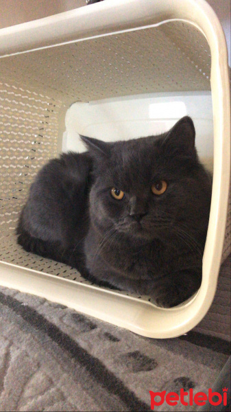 British Shorthair, Kedi  Duman fotoğrafı