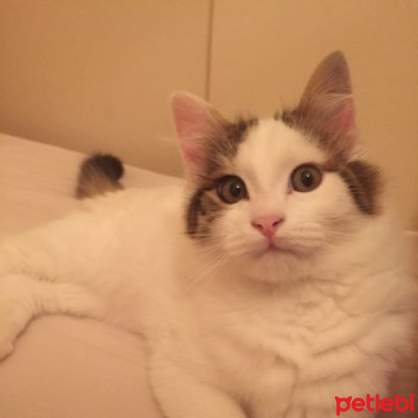 Tekir Kedi, Kedi  Aybars fotoğrafı