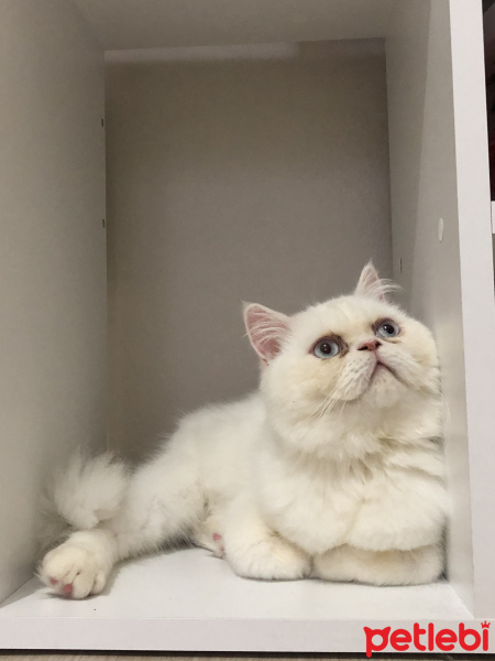 Chinchilla, Kedi  Şuşa fotoğrafı