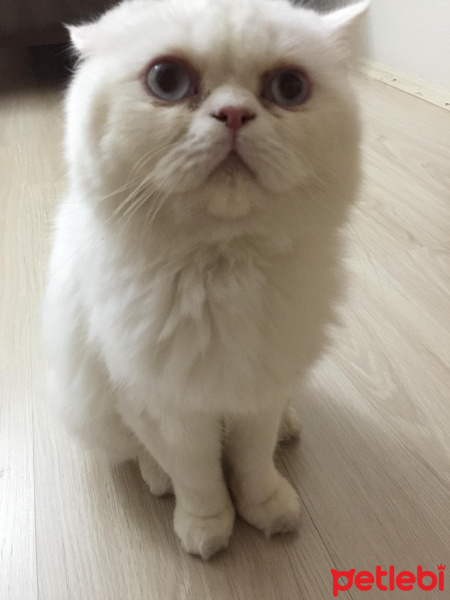 Chinchilla, Kedi  Şuşa fotoğrafı