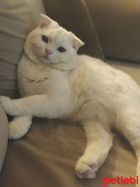 Scottish Fold, Kedi  Poncik fotoğrafı