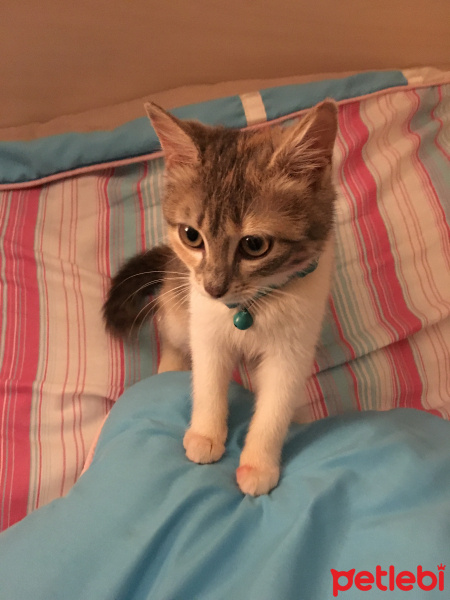 Tekir Kedi, Kedi  Misscat Leyla fotoğrafı