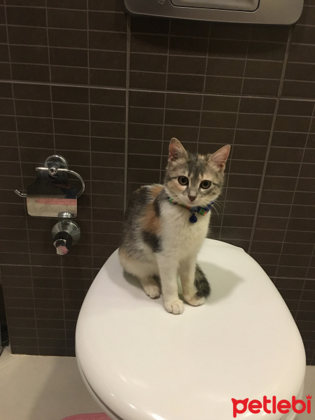 Tekir Kedi, Kedi  Misscat Leyla fotoğrafı