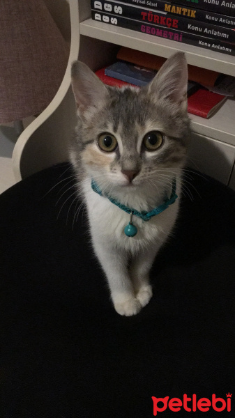 Tekir Kedi, Kedi  Misscat Leyla fotoğrafı