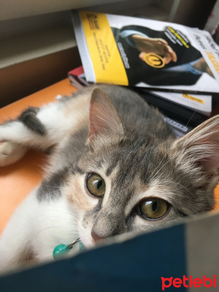 Tekir Kedi, Kedi  Misscat Leyla fotoğrafı