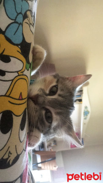 Tekir Kedi, Kedi  Misscat Leyla fotoğrafı