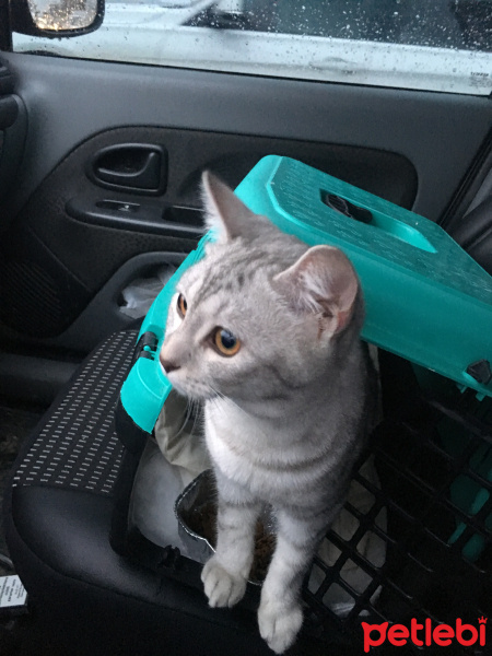 British Shorthair, Kedi  Gümüş fotoğrafı