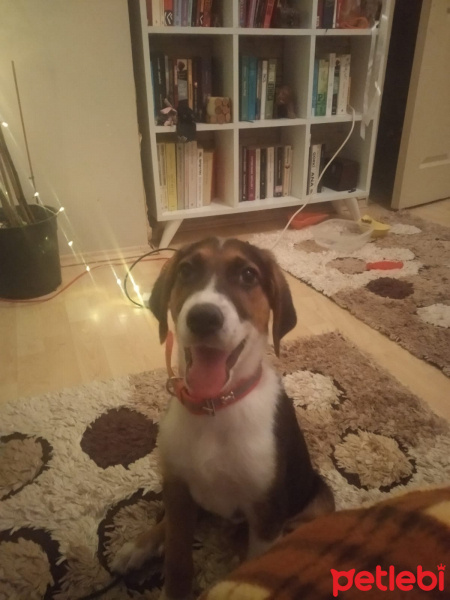 Beagle, Köpek  pablo fotoğrafı