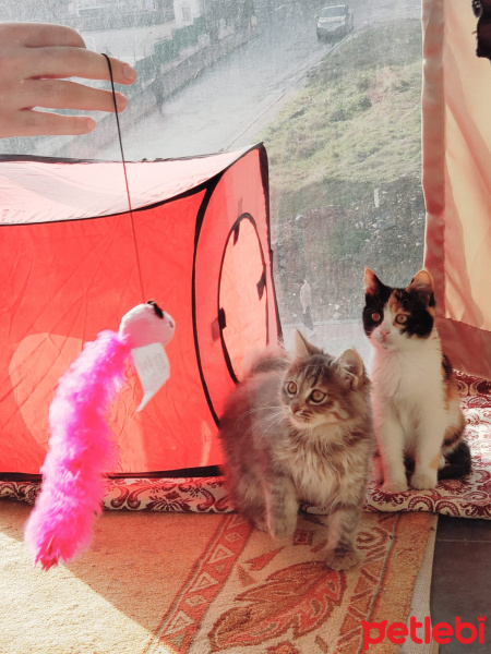 Tekir Kedi, Kedi  Cookie ve Bonbon fotoğrafı