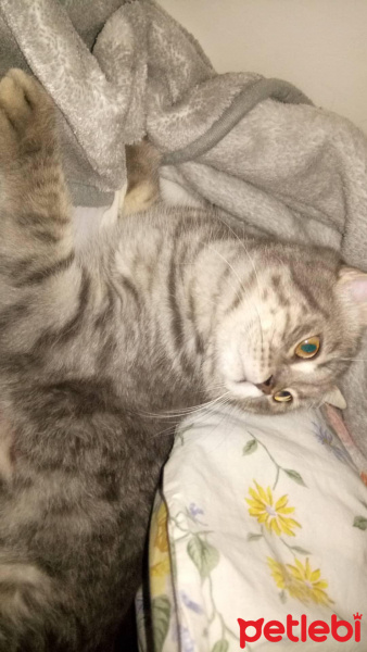 British Shorthair, Kedi  Duman fotoğrafı