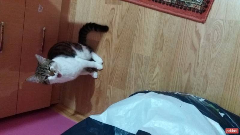 Tekir Kedi, Kedi  eylül fotoğrafı