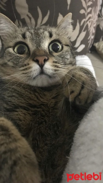 Tekir Kedi, Kedi  Nalan fotoğrafı