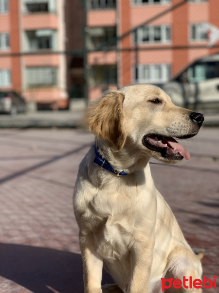 Golden Retriever, Köpek  Odin fotoğrafı