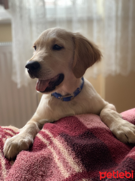 Golden Retriever, Köpek  Odin fotoğrafı